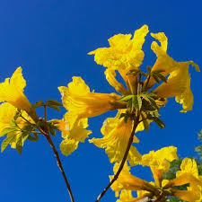 Image result for Handroanthus chrysotrichus