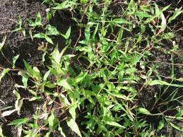 Image result for Urochloa reptans