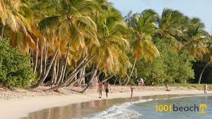 Strand in martinique, grande anse des salines. Strande In Martinique