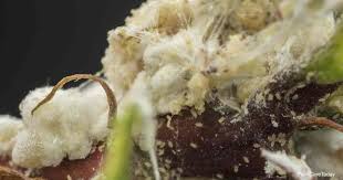 Historically this was first used in the mining industry, where it was one of the great enabling technologies of the 20th century. How Do You Get Rid Of White Sticky Stuff On Plants