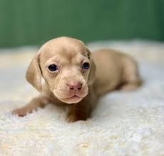 Iso babydoll sheep. Near livingston parish