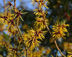 Witch hazel winter flowers