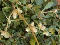 Image result for Alternanthera caracasana