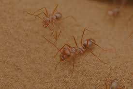 Ants are a social insect that lives in colonies. Termites Info Termites Control In Hyderabad