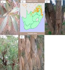Image result for Terminalia sericea