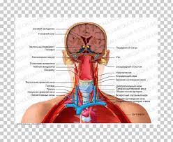 Maybe you would like to learn more about one of these? Human Anatomy Head Neck Human Body Png Clipart Anatomy Blood Vessel Diagram Ear Finger Free Png