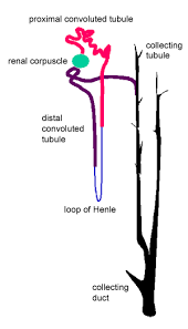 Urinary System The Histology Guide
