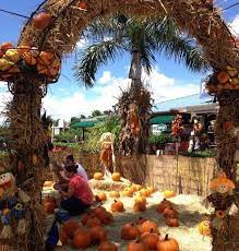 The boys had to give back. Fall Festival Information Flamingo Road Nursery Davie Fl Flamingo Road Nursery