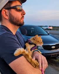 Terminally ill cat watching a beautiful sunset🥺