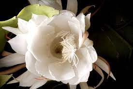 The epiphyllum oxypetalum, which is also called the queen of the night cactus, is a perennial that can grow to be up to 10 feet tall. One Night A Year This Cactus Flower May Surprise You The New York Times