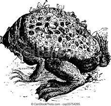 Surinam toad, (pipa pipa), aquatic south american toad (family pipidae) in which the eggs are incubated on the back of the female. Pipa Pipa Oder Surinam Krote Vintagegraving Pipa Pipa Oder Surinam Toad Oder Stern Finger Krote Gravierte Illustration Canstock