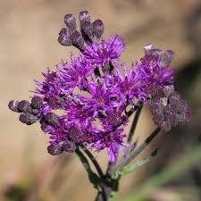 Image result for Vernonia hirsuta