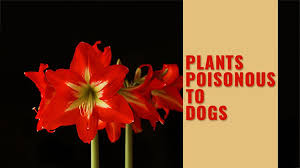 Lily flowers toxic to dogs. Plants Poisonous To Dogs And Plants Non Toxic To Dogs Petmoo