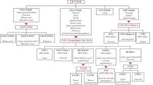 Diagnostic Algorithm To Characterize Metastatic Adenocarcinoma From Download Scientific Diagram