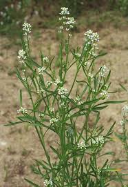 Image result for Lepidium sativum