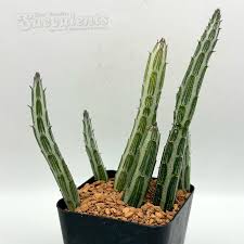 Image result for Senecio propior