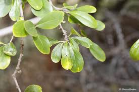 Image result for Dovyalis afra