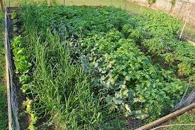 Vegetable Garden Full Grown And Producing Spring Vegetable Garden Modern Garden Design Vegetable Garden Beds