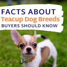 Akc all our pomeranian are very healthy and good with children and other pets and will come with a health certificate and 30 days money back guarantee they are extra pictures and videos available for max. Facts About Teacup Dog Breeds Prospective Buyers Should Know Pethelpful
