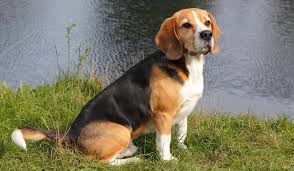 Бигль собака: фото, характер, описание породы