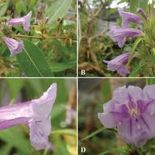 Image result for Isoglossa gregorii