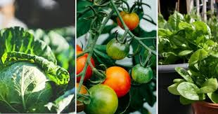 Part 2:hasil tanaman sayur dalam pasu. 8 Jenis Tanaman Paling Produktif Jika Ditanam Di Dalam Pasu Impiana
