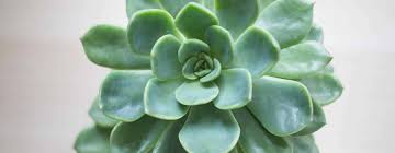 Les racines doivent redevenir complètement sèches entre deux arrosages. Comment Bouturer Des Plantes Grasses Blog Do It Yourself Diy