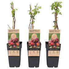 Image result for Rubus adolfi-friederici