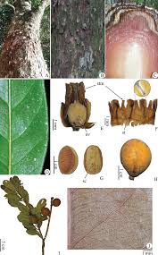 Image result for Pouteria