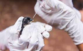 Ken svedeen, at the animal and bird clinic of mission viejo in 1991 and has never left! Veterinary Clinics In Abu Dhabi Pet Oasis The City Vet More Mybayut