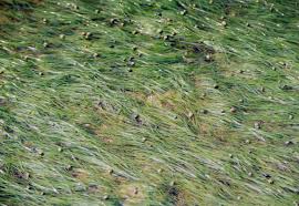 Image result for Zosteraceae