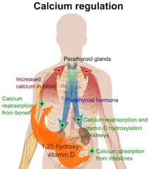 Parathyroid Hormone Wikipedia The Free Encyclopedia Thyroid Nutrition Calcium Regulation Calcium Metabolism