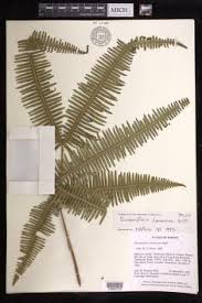 Image result for Dicranopteris elegantula