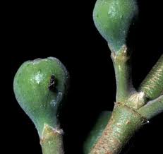 Image result for Ficus sur