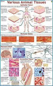 Growth in an organism is carefully controlled by regulating the cell cycle. Buy Various Animal Tissues Book Online At Low Prices In India Various Animal Tissues Reviews Ratings Amazon In