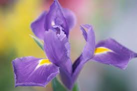 Many gardeners wonder when is the best time to transplant iris and how should one go about moving iris from one place to another. How To Care For Iris Plants After Bloom Hunker Iris Flowers Iris Garden Shade Garden Plants