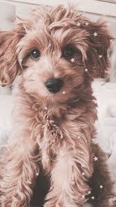45 Free Cute Iphone Wallpapers With Hd Quality In 2020 Cute Dog Wallpaper Cute Puppy Wallpaper Dog Wallpaper Iphone