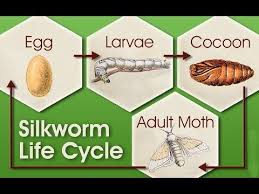 Youtube Life Cycles Moth Life Cycle Silkworm