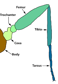Tarsal Formula Wikipedia