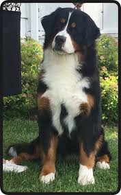 Bernese mountain dog club of southeastern wi. Bugziere Bernese