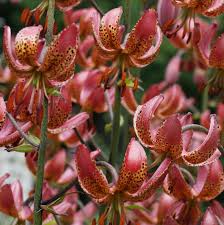 Image result for Lilium martagon `Manitoba Fox`