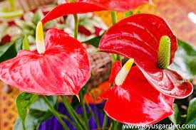 Anthurium Care And Growing Tips Joy Us Garden