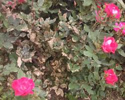 White dots under eyes, white bumps under eyes and white circles under eyes may be caused by different underlying factors. What S Eating My Rose Leaves Maryland Grows