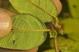 Image result for Bridelia atroviridis