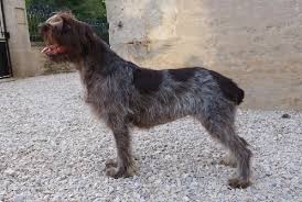 Maybe you would like to learn more about one of these? Diane Sans Affixe Chien De Race Toutes Races En Tous Departements France Inscrit Sur Chiens De France