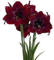 How To Rebloom Your Amaryllis Plants Amaryllis Plant Amaryllis Flowers Amaryllis Bulbs