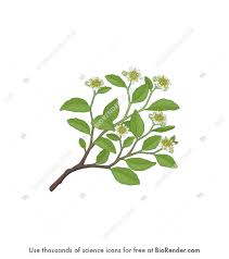 Image result for Quillaja saponaria