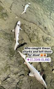 Shark is a manga/manhwa/manhua written by updating and is updated fast and free on shark is a manga/manhwa/manhua in (english/raw) language, action series is written by updating this comic. 3 Shark Pups Found Dead On St John S Island Mothership Sg News From Singapore Asia And Around The World