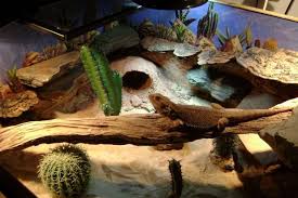 Desert Terrarium Decor Google Search Bearded Dragon Habitat Bearded Dragon Care Reptile Habitat