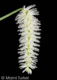 Image result for Bulbophyllum comatum